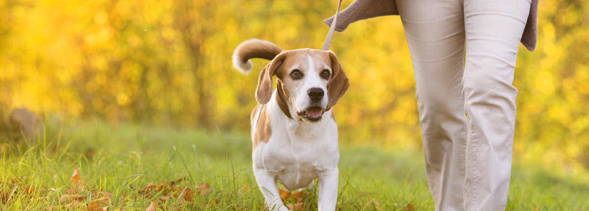 caring-for-senior-dogs-tip-sheet-free-downloadable-glyde-mobility